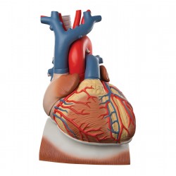 Model srdce s bránicí 3 krát zvětšeno - 10 částí