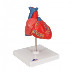 Klasický model srdce - 2 části