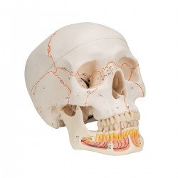 Lebka dentální s otevřenou spodní čelistí - 3 části