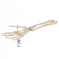 Kostra ruky s částí kosti loketní a vřetenní - spojená drátem