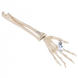Kostra ruky s částí kosti loketní a vřetenní - pružné připojení