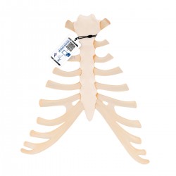 Hrudní kost s žeberními chrupavkami