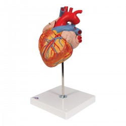 Zvětšený model srdce - 4 části
