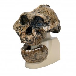 Antropologická lebka (pre-lidský hominid)