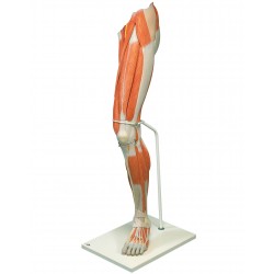 Luxusní model svalstva nohy v životní velikosti - 7 částí