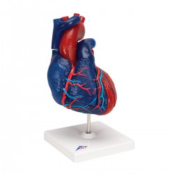 Model srdce v životní velikosti na stojanu - 5 částí