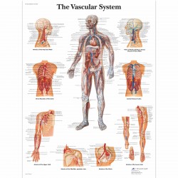 Vasculární systém - 50 x 67 cm plakát anatomie / papír bez lišt