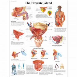 Prostata - 50 x 67 cm plakát anatomie / papír bez lišt